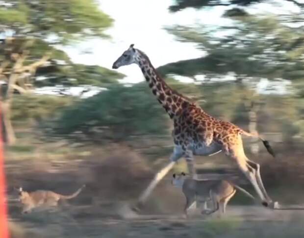 Четыре львицы работают в команде, чтобы добыть для себя жирафа в мире, видео, добыча, животные, жираф, львица, охота