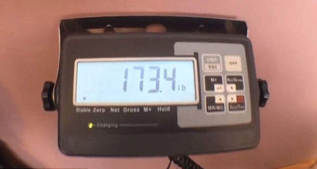 Самый крупный питбуль в мире Самый крупный питбуль в мире питбуль, халк