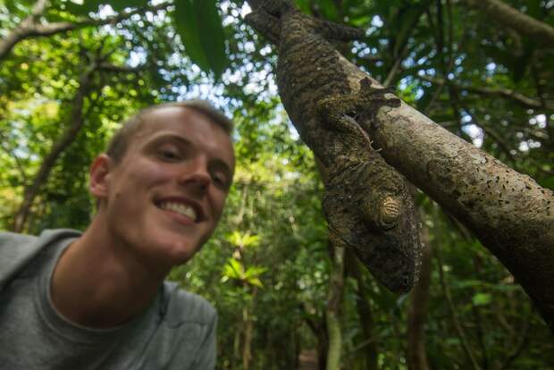 Mandatory Credit: Photo by Sam Rowley/Solent News/REX Shutterstock (5145992h) Sam Rowley with the gecko Gecko appears to be grinning, Nosy Mangabe Island, Africa - Sep 2015 *Full story: http://www.rexfeatures.com/nanolink/r3uh A sneaky gecko tries to hide itself with camouflage against a tree - only to jump up and do its best impression of Kermit the Frog. The foot-long creature cleverly disguises itself to warn off predators in the shape of Coua birds circling in the tree tops. However, upon realising its veil has been broken, the large gecko soon reveals itself to be a comedy character. Cheekily, it hangs from a branch of the tree before revealing a large grin much like the infamous Muppet creation. Photographer Sam Rowley, a third-year biology student at Bristol University, spotted the gecko on a trip to Nosy Mangabe Island just off the coast of Madagascar in Africa. The 20-year-old Londoner said: "They are usually only a few metres off the ground on a trunk, making it easier to spot. "Nosy Mangabe is the best place to see them as there are fewer predatory couas, a large species of bird, present. You need a lot of luck.