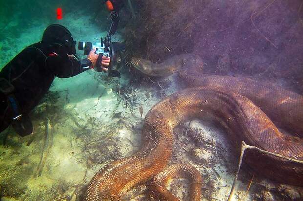 Самые устрашающие твари из морских пучин