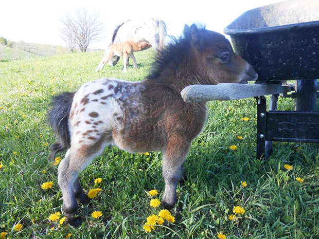 30 Mini Horses You Don’t Want Your Kids To See