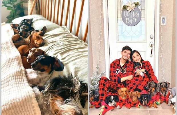 12 очаровательных фото семьи из 8 такс, которых взяли из приюта 12 очаровательных фото семьи из 8 такс, которых взяли из приюта