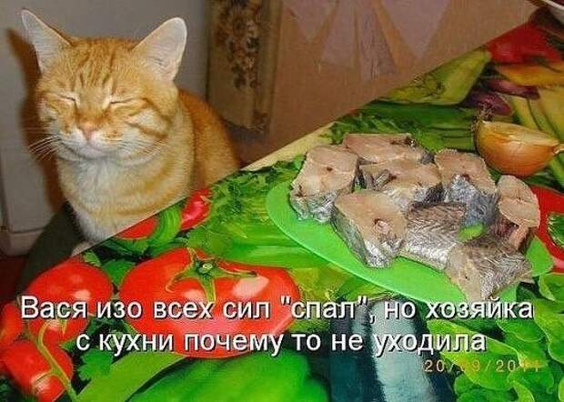Море позитива от братьев наших меньших