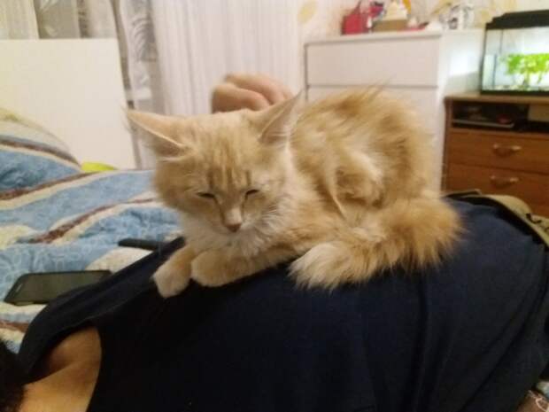 котенок