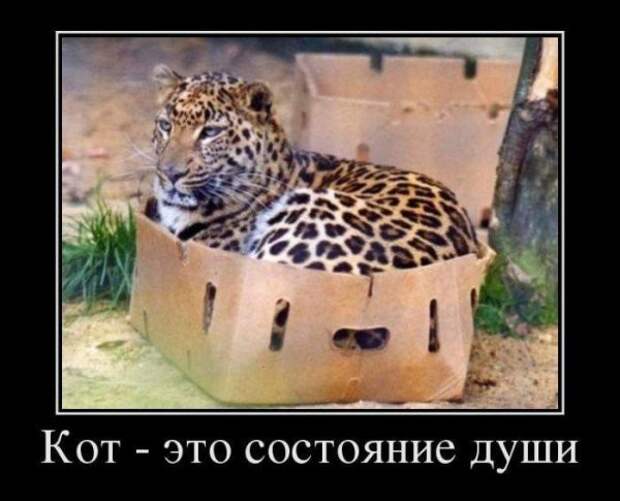Веселые картинки Веселые картинки прикол, фото, юмор