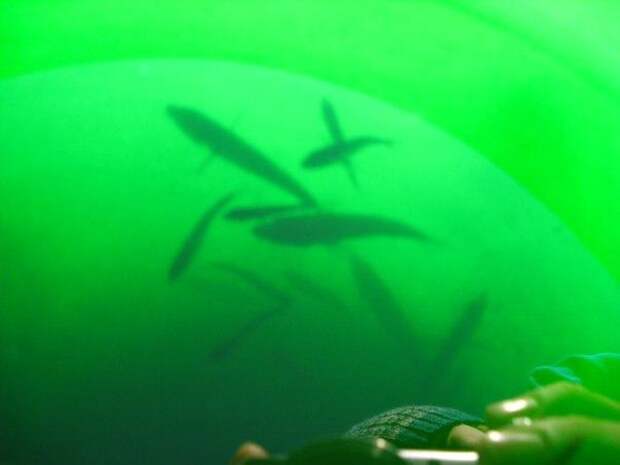Двое юных петрозаводчан спасли мальков лосося от смерти в пересохшей реке
