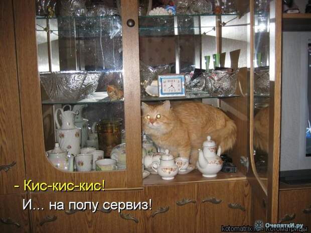Смешные кошки в котоматрице 21