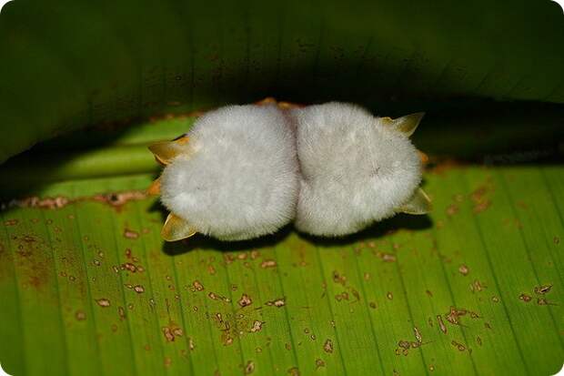 Белые летучие мыши (лат. Ectophylla alba)