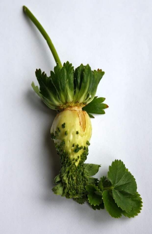 Клубника авария, аэс, мутация, фукусима