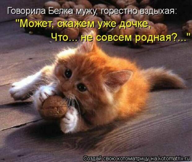 Еженедельная котоматрица (33 фото)