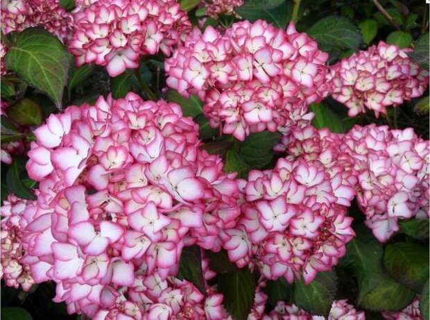 Гортензия крупнолистная Marai. Фото с сайта hortensias.fr