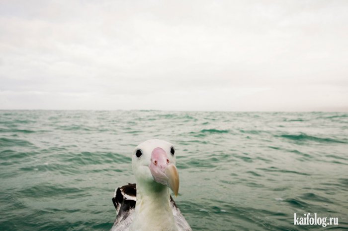 Comedy Wildlife Photography Awards 2015 (40 фото)