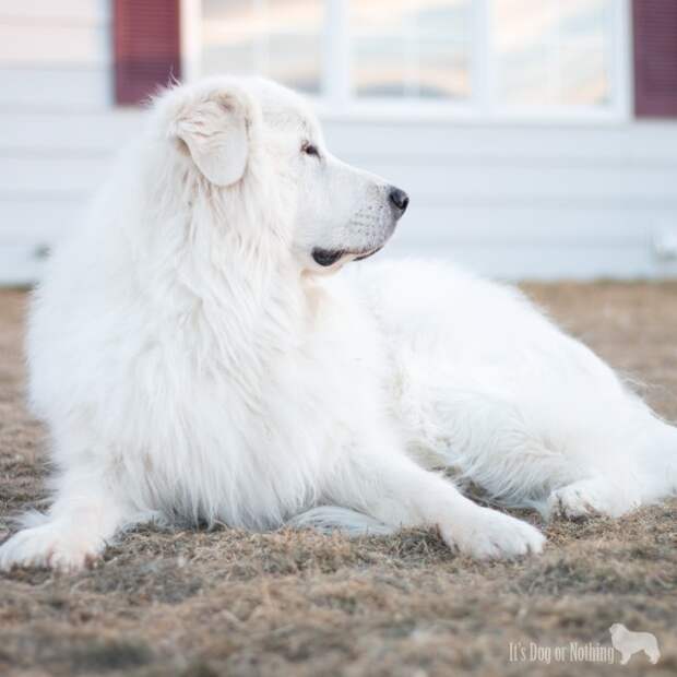Great Pyrenees Guarding
