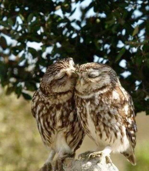 animal-love-8