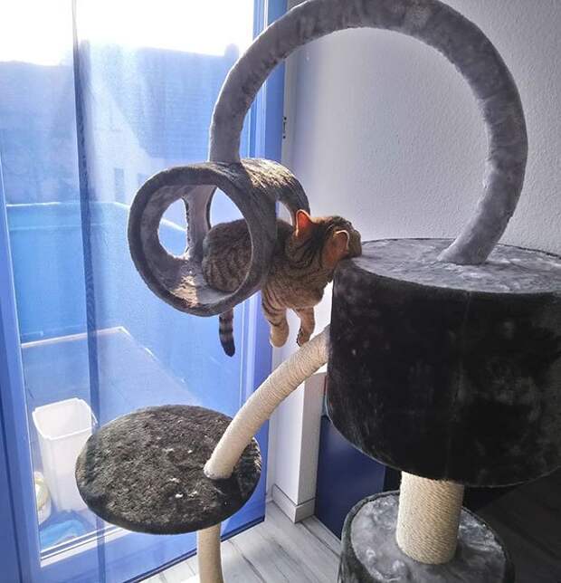 Кошки спят в самых невообразимых местах и позах