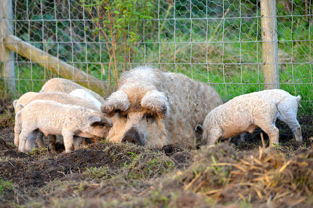 Венгерская Мангалица - свинья с овечьей шерстью Мангалица, Порода, свинья