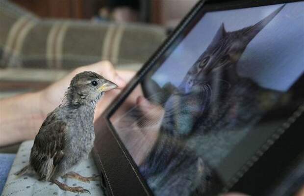 unusual-friendship-boy-sparrow-vadim-veligurov-4