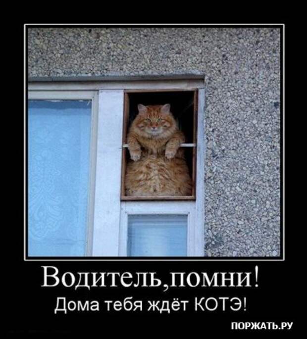 Демотивируемся только прикольными фото сюжетами и надписями.