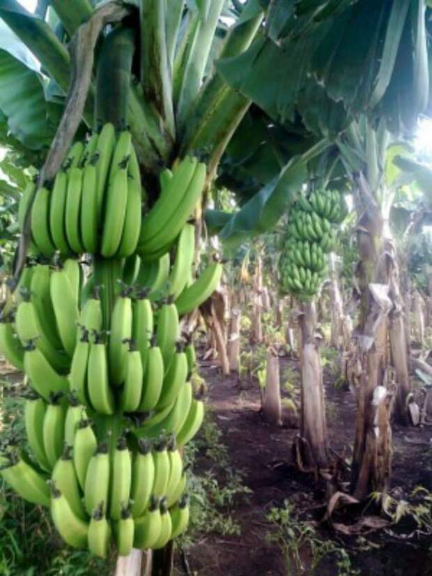 banana-610x813