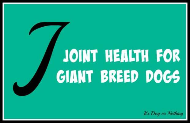 When it comes to giant breed health and nutrition, there's a lot that goes into raising a happy, healthy dog. We're going from A to Z talking about giant breed specific needs! Today, it's all about improving joint health for giant breed dogs with krill oil!