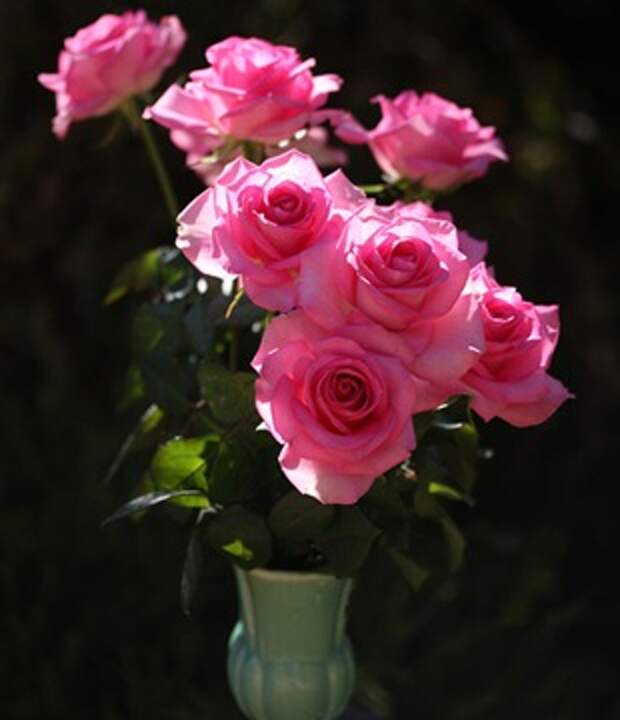 Розова роза  - язык цветов
