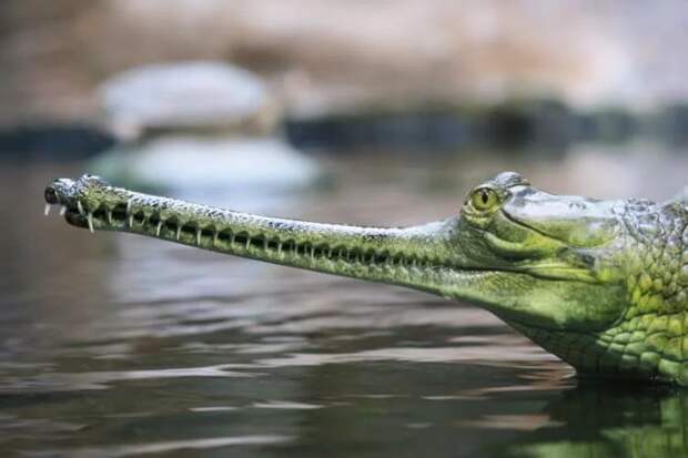 Самый редкий вид крокодилов начал активно размножаться