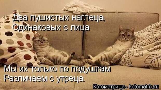 Лучшие котоматрицы недели