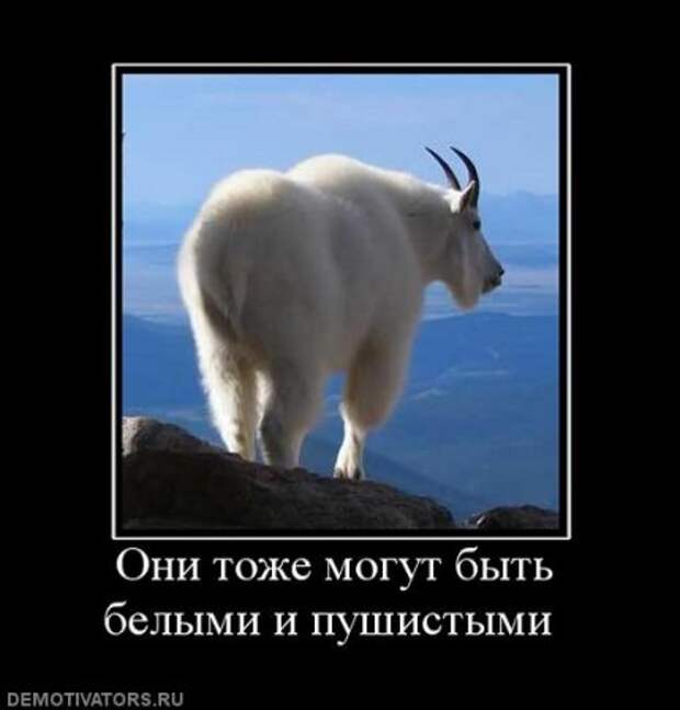 Демотиваторы это не просто прикольные фотки, но еще и множество смешных подписей.