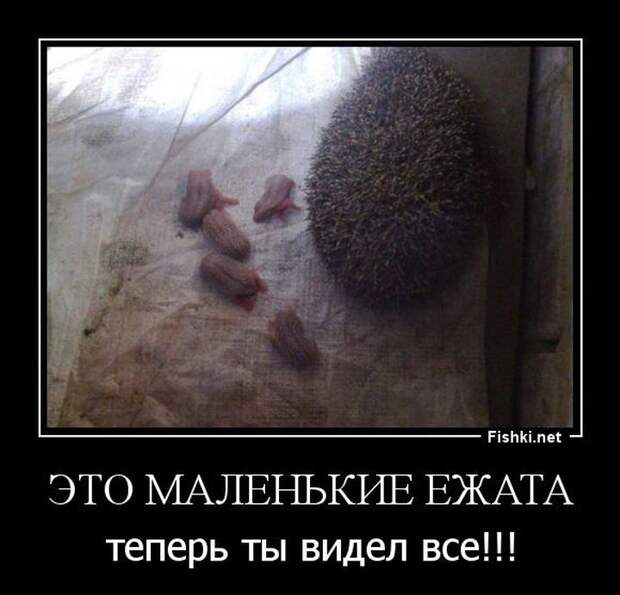 Демотиваторы демотиваторы, прикол, смех, юмор