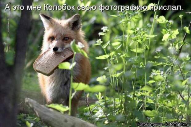 Котоматрицы (картинки с надписями)