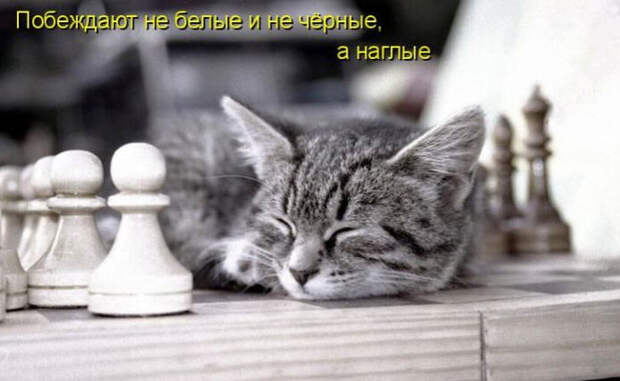 Смешные животные из КотоМатрицы (49 шт.)