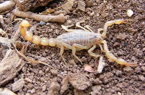 Самые ядовитые животные в мире Скорпион лейурус квинкестриатус (Leiurus quinquestriatus), фото членистоногие фотография