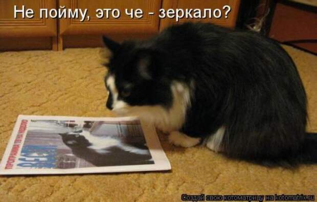 Котоматрица