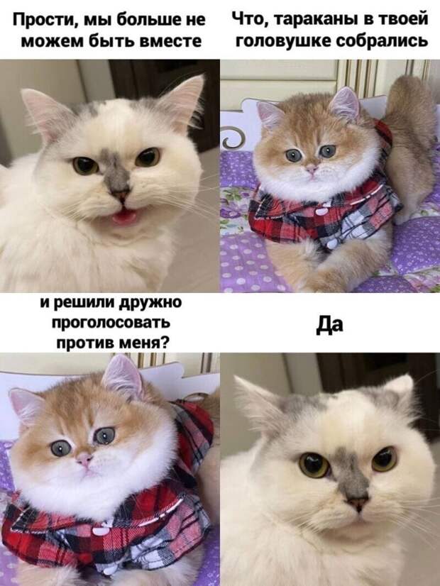 Самые удачные котомемы Рунета Самые удачные котомемы Рунета