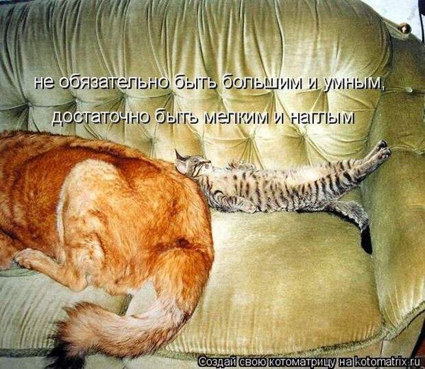 Лучшие котоматрицы - прикольные картинки Лучшие котоматрицы - прикольные картинки