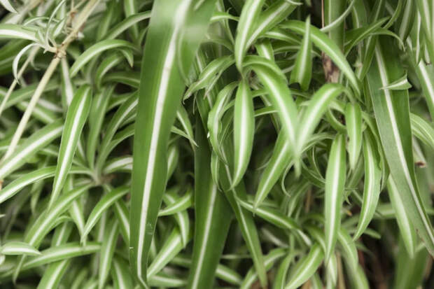 Безотказный и стильный: полное руководство по уходу за хлорофитумом