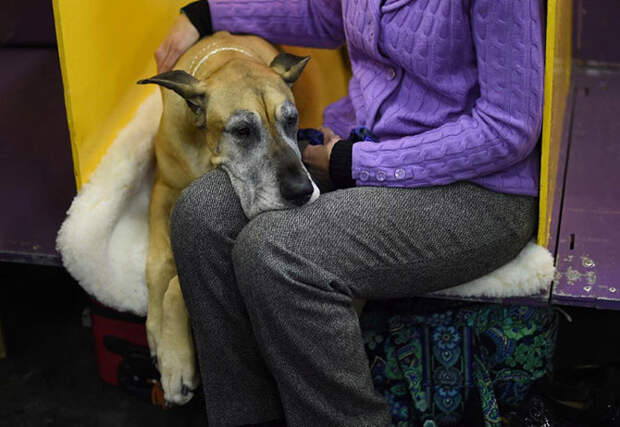 Как проходит выставка собак Westminster Kennel Club 2015