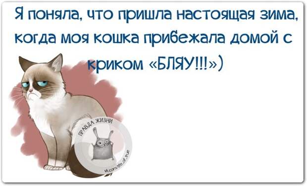 Я поняла, что пришла настоящая зима, когда моя кошка прибежала домой с криком 