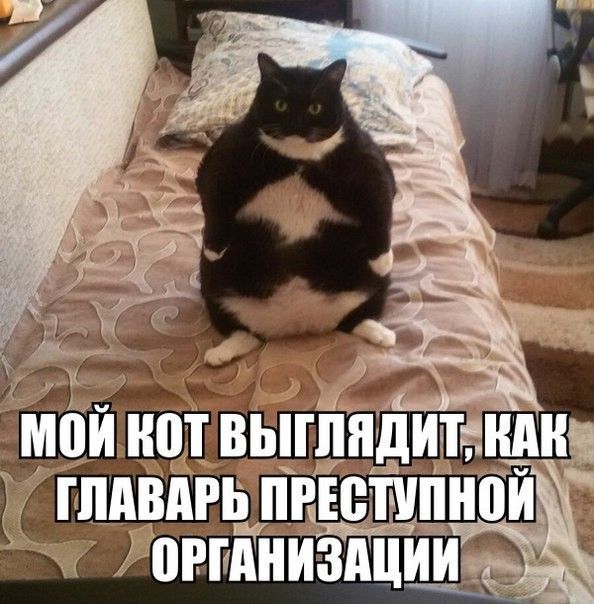 Прикольные картинки. Вечерний выпуск (55 фото)