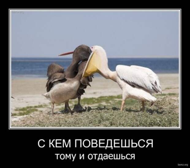 Новенькие демотиваторы с приколами тут.