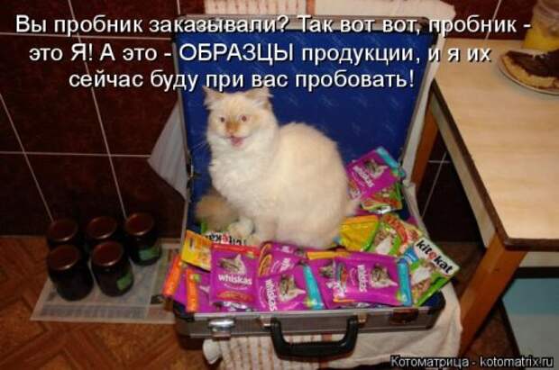 Новая котоматрица (29 фото)