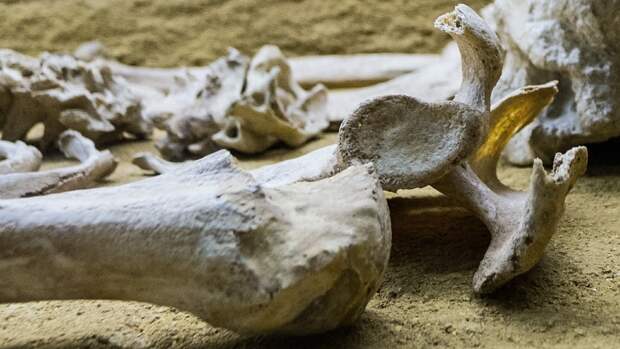 Wales Online: в Великобритании отец и сын на пляже нашли человеческие кости