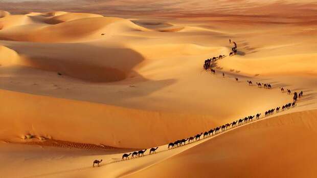 22. Верблюды на границе Саудовской Аравии и ОАЭ вокруг света, пейзажи, природа, путешествия, снимки, фотографии