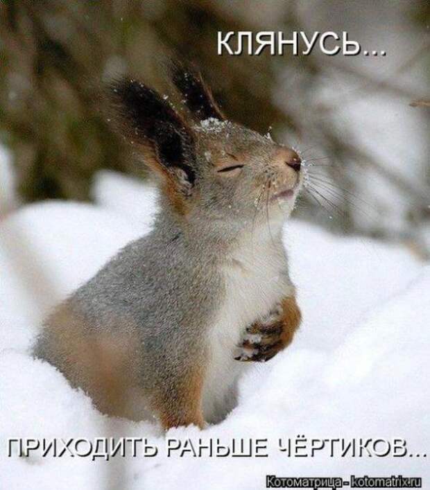 Котоматрицы (картинки с надписями)