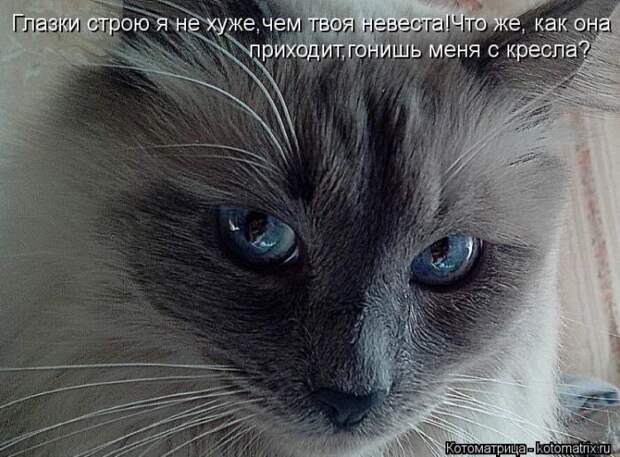 Лучшие котоматрицы недели (50 фото)