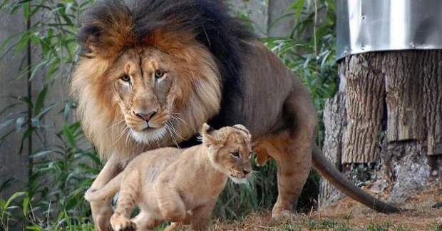 Играя со своим детенышем, лев не рассчитал силы. Реакция львицы просто бесподобна.