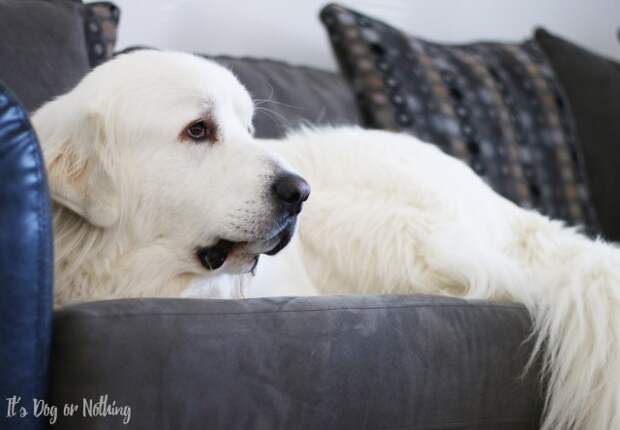 Great Pyrenees