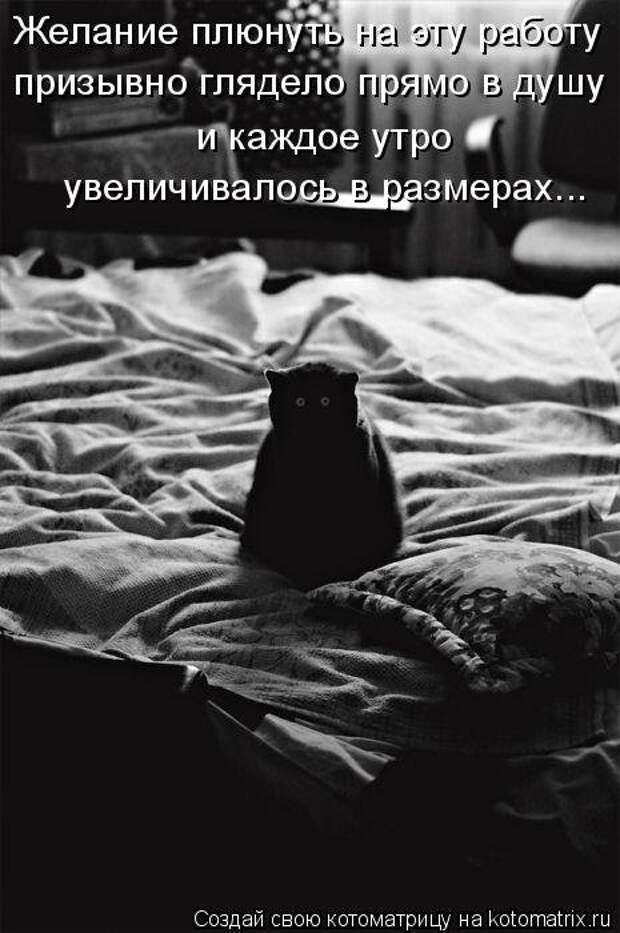 Лучшая котоматрица недели (35 фото)