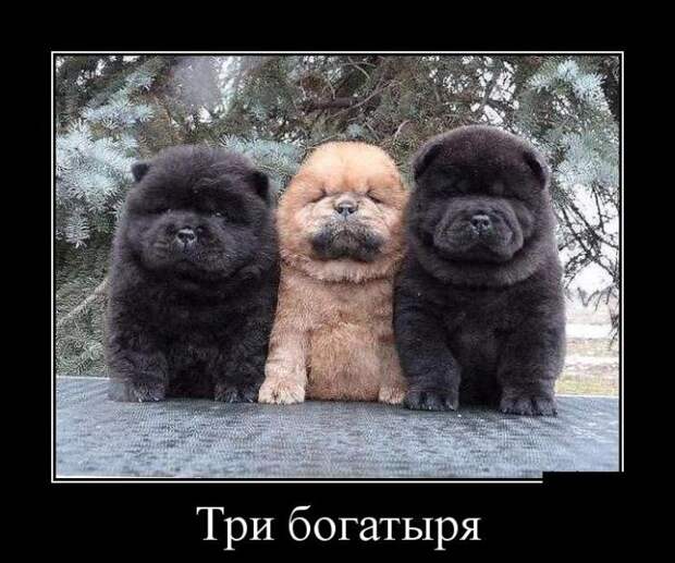 Демотиваторы (30 фото)