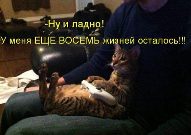 Стерилизация кошек и кастрация котов – зачем это нужно? кастрация, кот, стерилизация